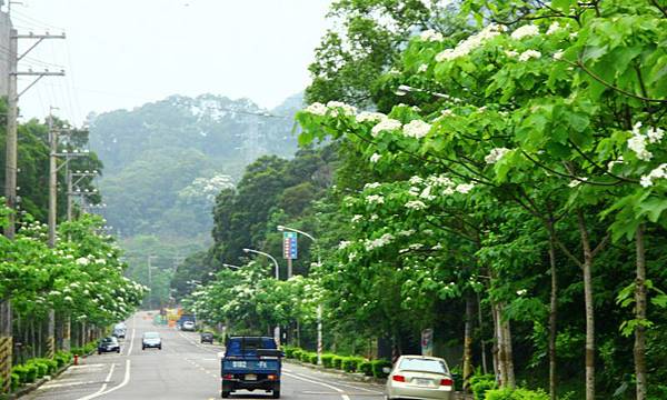 2014桃園油桐花開蘿莎會館 215 (800x480).jpg