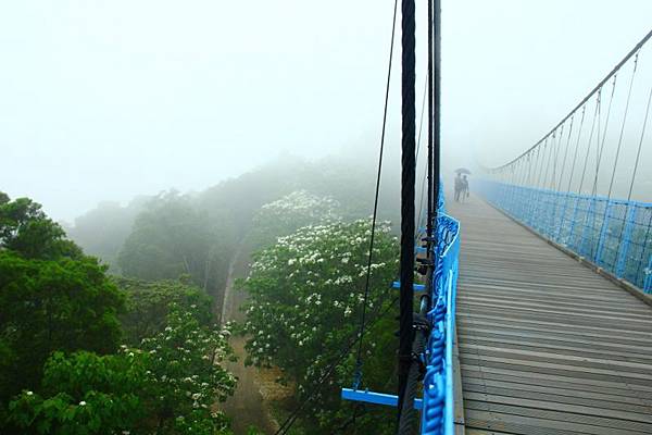 2014三義苗栗油桐花 555 (800x533).jpg