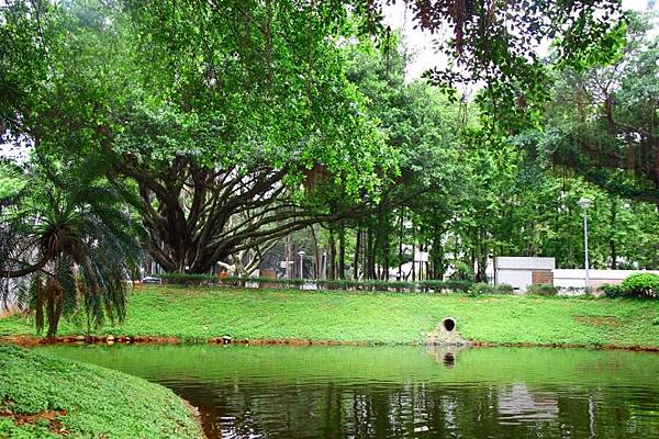 2014桃園油桐花開蘿莎會館 028 (800x533).jpg