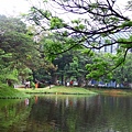 2014桃園油桐花開蘿莎會館 064 (800x533).jpg