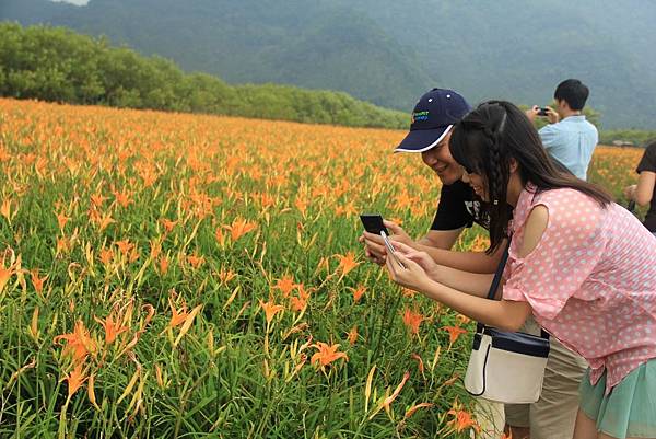 2014頭社金針花海 065 (1024x683).jpg