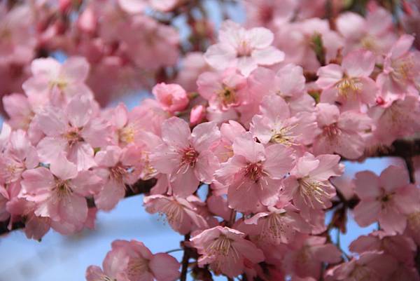 拉拉山恩愛農場最美櫻花盛地 178 (1024x683).jpg