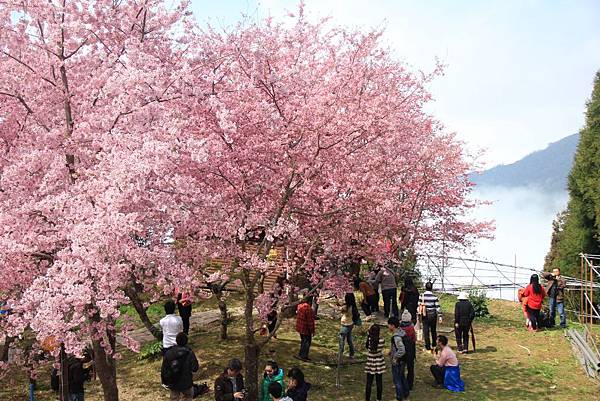 拉拉山恩愛農場最美櫻花盛地 192 (1024x683).jpg