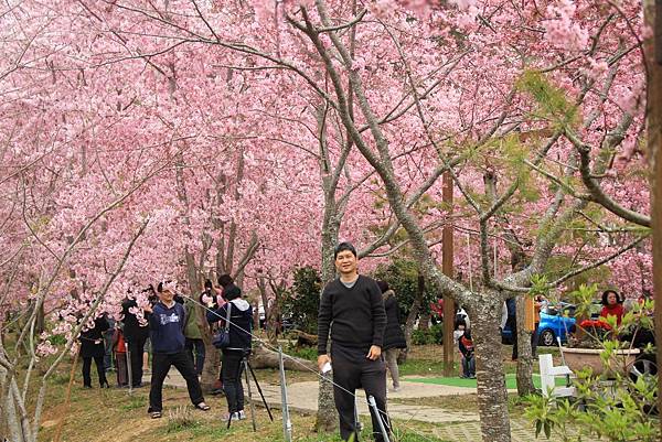 拉拉山恩愛農場最美櫻花盛地 239 (1024x683).jpg