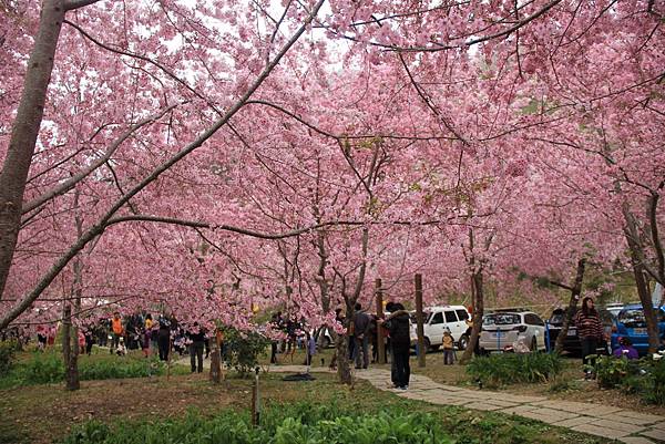 拉拉山恩愛農場最美櫻花盛地 270 (1024x683).jpg