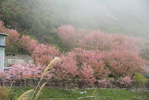 拉拉山恩愛農場最美櫻花盛地 312 (1024x683).jpg