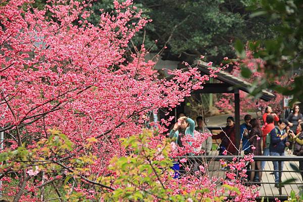 2015新春麗池櫻花公園 113 (1024x683)