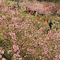 2015新春麗池櫻花公園 179 (683x1024)