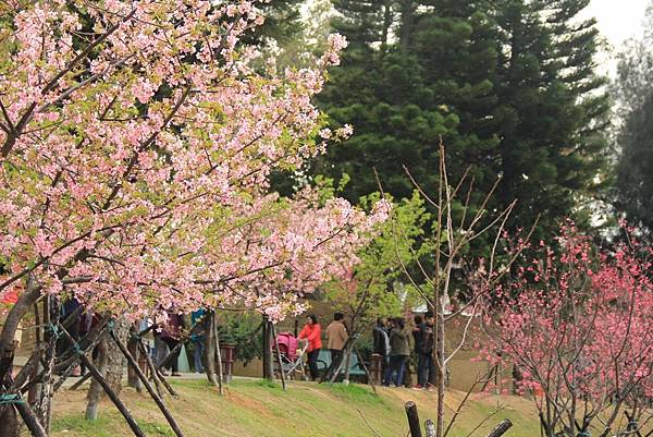 2015新春麗池櫻花公園 225 (1024x683)