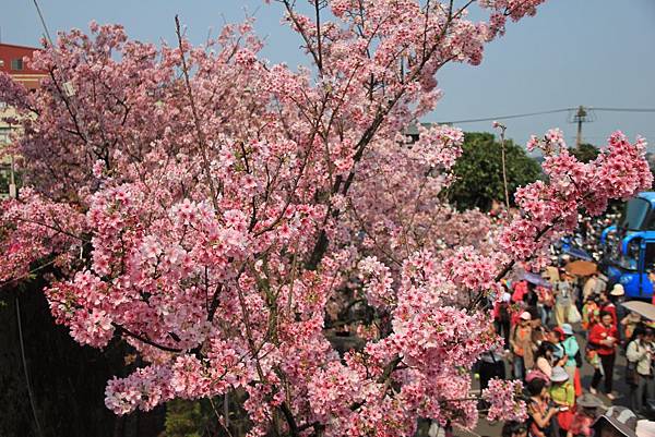 2015天元宮櫻花 015 (1024x683).jpg