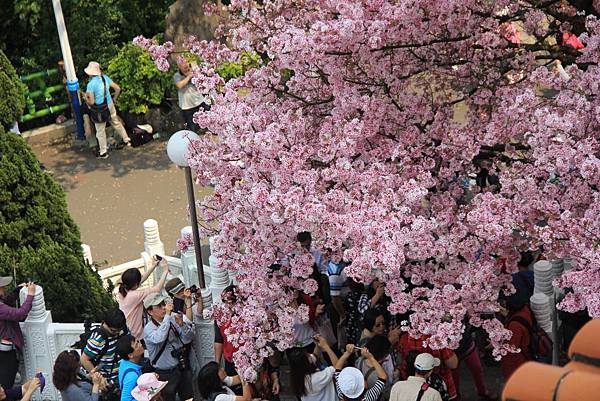 2015天元宮櫻花 098 (1024x683).jpg