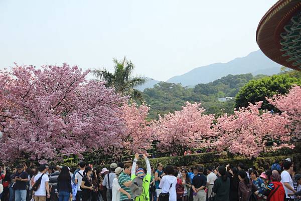 2015天元宮櫻花 110 (1024x683).jpg