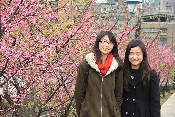 內湖樂湖公園櫻花 002 (1024x683).jpg 內湖樂湖公園櫻花 002 (1024x683).jpg