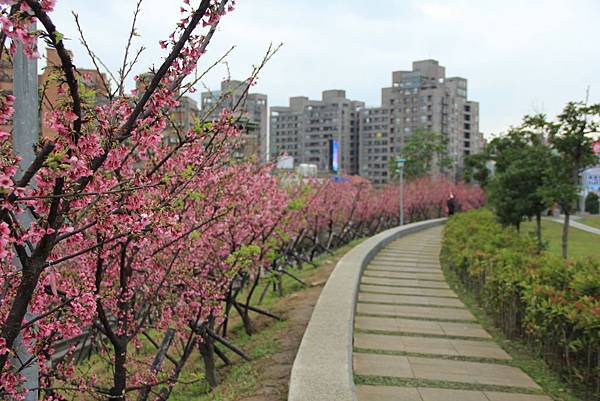 內湖樂湖公園櫻花 008 (1024x683).jpg 內湖樂湖公園櫻花 008 (1024x683).jpg