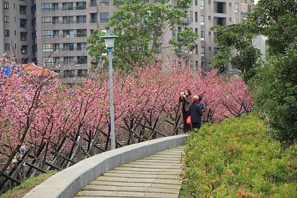 內湖樂湖公園櫻花 009 (1024x683).jpg 內湖樂湖公園櫻花 009 (1024x683).jpg