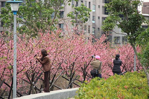 內湖樂湖公園櫻花 013 (1024x683).jpg 內湖樂湖公園櫻花 013 (1024x683).jpg