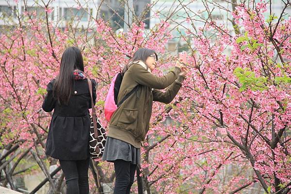 內湖樂湖公園櫻花 014 (1024x683).jpg 內湖樂湖公園櫻花 014 (1024x683).jpg