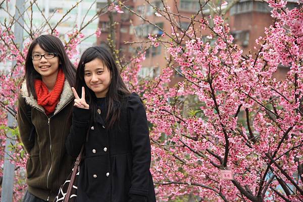 內湖樂湖公園櫻花 017 (1024x683).jpg 內湖樂湖公園櫻花 017 (1024x683).jpg