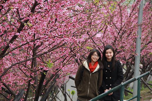 內湖樂湖公園櫻花 021 (1024x683).jpg 內湖樂湖公園櫻花 021 (1024x683).jpg