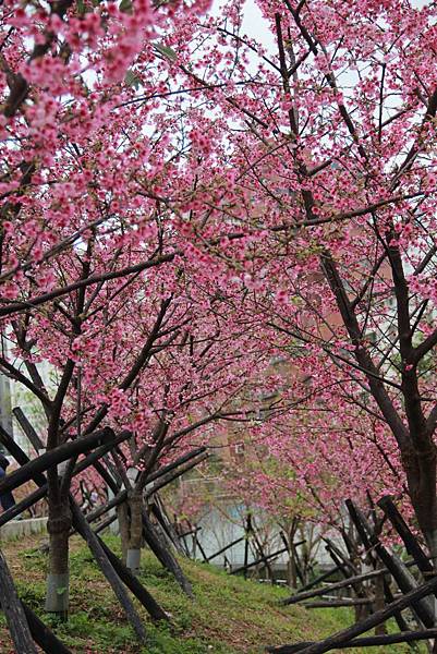 內湖樂湖公園櫻花 028 (683x1024).jpg 內湖樂湖公園櫻花 028 (683x1024).jpg