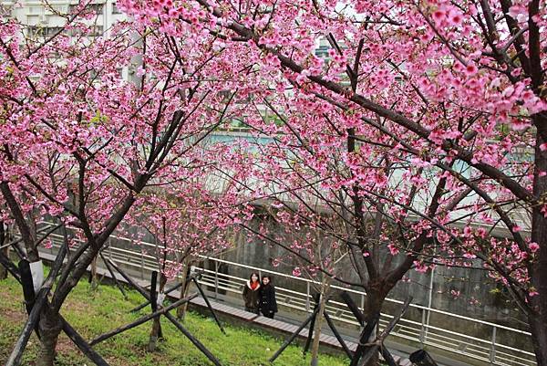 內湖樂湖公園櫻花 030 (1024x683).jpg 內湖樂湖公園櫻花 030 (1024x683).jpg