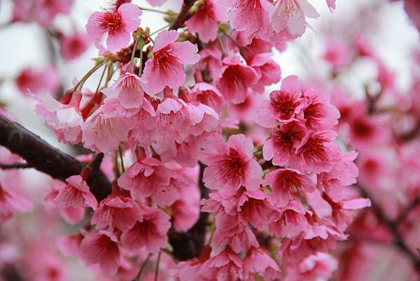 內湖樂湖公園櫻花 034 (1024x683).jpg 內湖樂湖公園櫻花 034 (1024x683).jpg