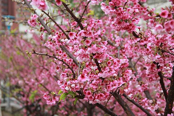 內湖樂湖公園櫻花 037 (1024x683).jpg 內湖樂湖公園櫻花 037 (1024x683).jpg