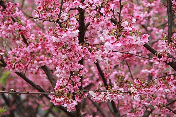 內湖樂湖公園櫻花 038 (1024x683).jpg 內湖樂湖公園櫻花 038 (1024x683).jpg