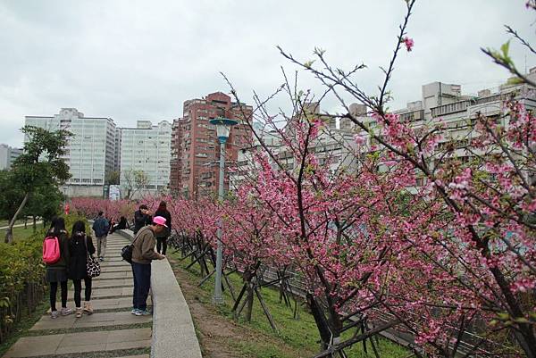 內湖樂湖公園櫻花 042 (1024x683).jpg 內湖樂湖公園櫻花 042 (1024x683).jpg