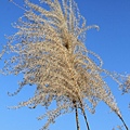 2015茶壺山芒花步道+和昇金礦餐旅會館 039 (683x1024).jpg