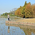 台中落羽松台中公園 030 (1024x683).jpg