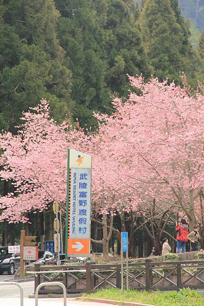 2016武陵農場櫻花祭 171 (683x1024).jpg