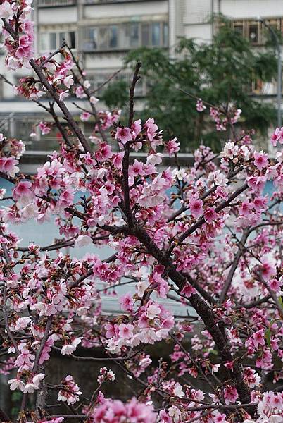 DB13D621-EDDC-4CD7-A54C-8AB6EBFECB64.JPG DB13D621-EDDC-4CD7-A54C-8AB6EBFECB64.JPG