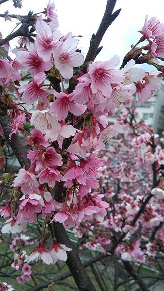 DSC_1096.JPG DSC_1096.JPG