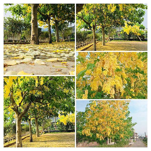 阿勃勒,黃金小鎮,台六線,福星村,芋頭節,紅棗,自行車,苗栗,黃金雨,賞花