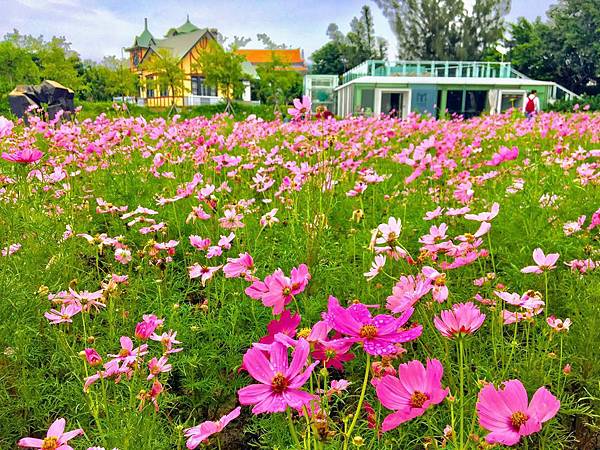 台北|北美館:坐著鞦韆欣賞季節限定的波斯菊花海,給自己一個浪漫的預許之地!展期只到12/2(2018/10/13最新花況) 台北市立美術館,波斯菊花海,北美館展覽,異星系迷宮劇場,建築的70,親子創作工作坊,季節限定,台北,IG,北美館,波斯菊,花海,展覽,鞦韆,應許之地,拍照,打卡,公園,古蹟