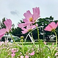 IMG_4250.JPG