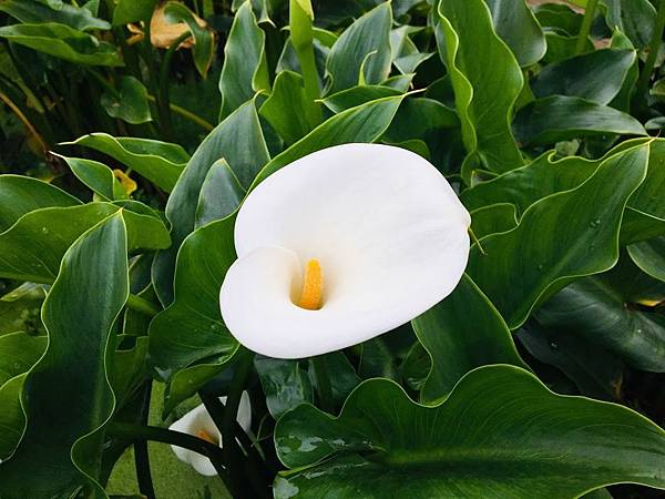 19陽明山海芋季 竹子湖最美海芋夢幻場景 花鞦韆 三角木屋 一次欣賞櫻花 海芋 鬱金香 輕旅行 19陽明山海芋季 竹子湖最美海芋夢幻場景 花鞦韆 三角木屋 一次欣賞櫻花 海芋 鬱金香 輕旅行