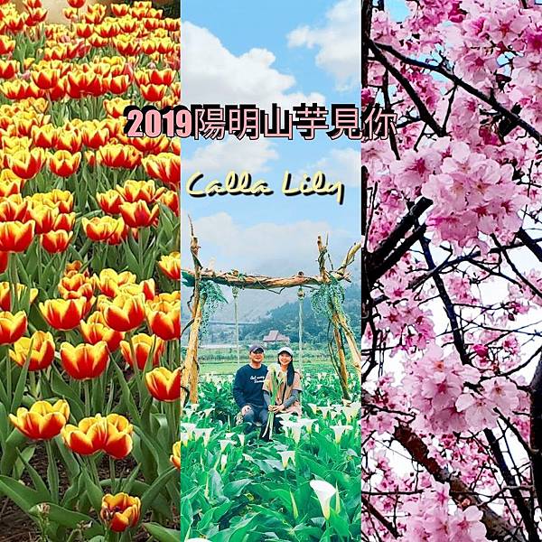 19陽明山海芋季 竹子湖最美海芋夢幻場景 花鞦韆 三角木屋 一次欣賞櫻花 海芋 鬱金香 輕旅行 19陽明山海芋季 竹子湖最美海芋夢幻場景 花鞦韆 三角木屋 一次欣賞櫻花 海芋 鬱金香 輕旅行