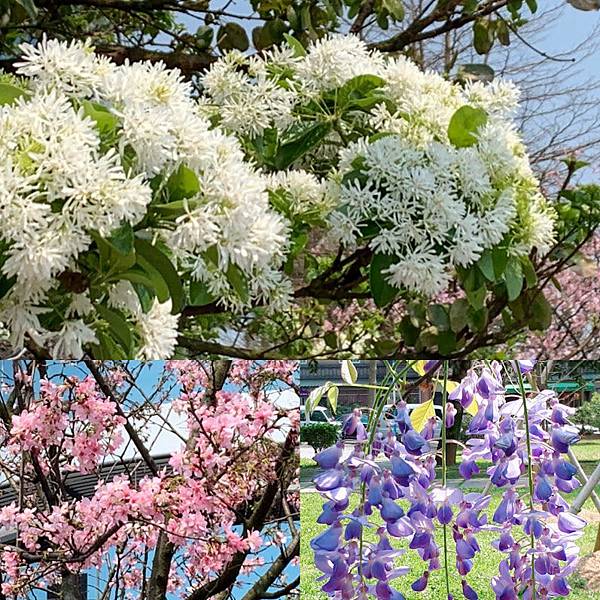 大湖公園,紫藤花,流蘇花,櫻花,春季賞花,龜山,兒童遊樂設施,桃園,桃源賞花,賞花,捷運,花季