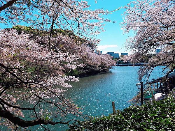 19日本櫻花季 千鳥之淵 靖國神社 北之丸公園 東京賞櫻推薦無料景點 九段下賞櫻盛地 欣傳媒