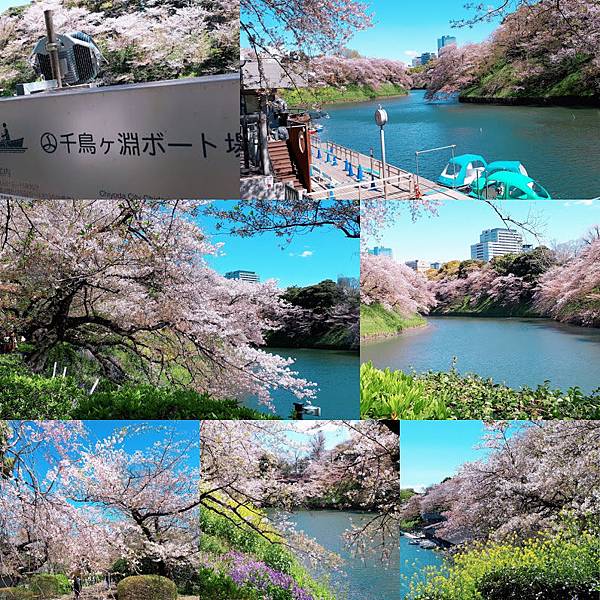 ,日本,東京,千鳥之淵,櫻花,賞櫻,櫻吹雪,靖國神社,北之丸公園,古蹟,遊樂園,花季,夜景,