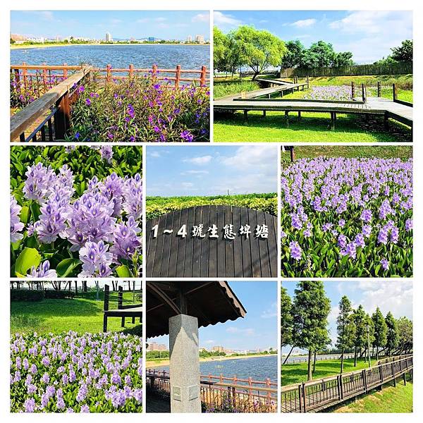 桃園1-4號生態埤塘公園,布袋蓮,鳳眼藍,環湖步道,小西湖,柳樹美景,景觀涼亭,桃園,14號生態埤塘公園,鳳眼蓮,秘境,賞花,花海,花季