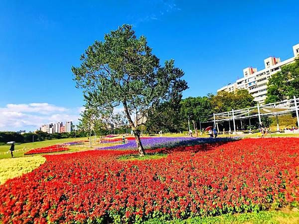 台北,中正,古亭河濱公園,紀州庵,日式建築,美食,公館,一日遊,花海,季節限定,富良野,捷運,博物館,古蹟,台北景點