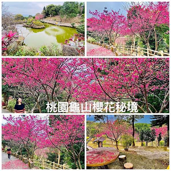 桃園龜山櫻花秘境 龜山關公嶺北天宮 宣道園櫻花步道 大棟山登山步道 1 24最新花況 大海愛上藍天旅遊日記分享 痞客邦