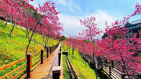 桃園,龜山,長庚養生村,賞櫻,櫻花季,健行,養生福氣步道,小百岳,登山,花海,打卡,秘境,桃園景點