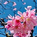 IMG_5331.jpg