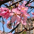 IMG_1033.jpg
