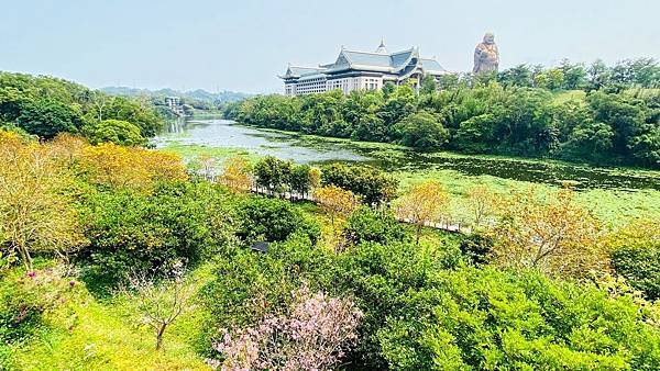 ,新竹,峨眉,金湖灣民宿,風鈴木,賞花,峨眉湖,住宿,環湖步道,