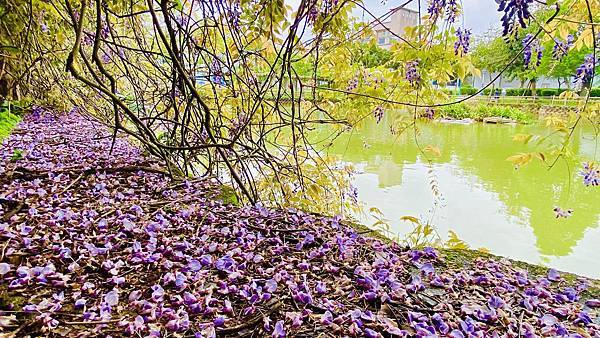 龜山大湖公園,紫藤花廊,鹿麓復古五金專門店,手沖咖啡,甜點,環湖步道,毛小孩公園,桃園,龜山,大湖公園,紫藤花,Rulu Cafe,五金行,下午茶,咖啡館,捷運,outle